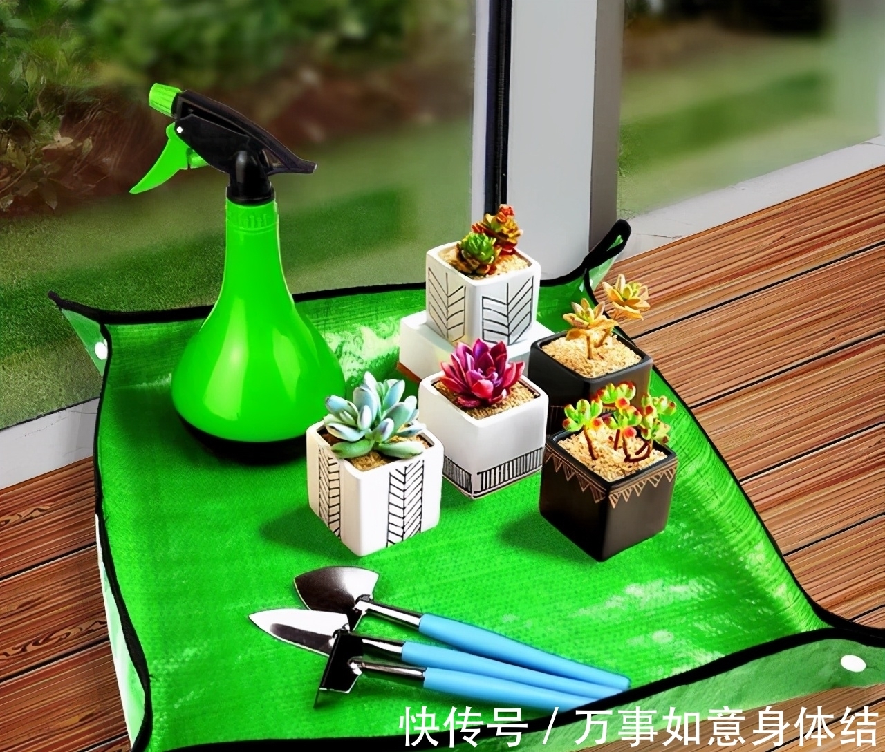 春季给多肉修根需要注意的4个问题,正确修根,多肉长得好抗性强