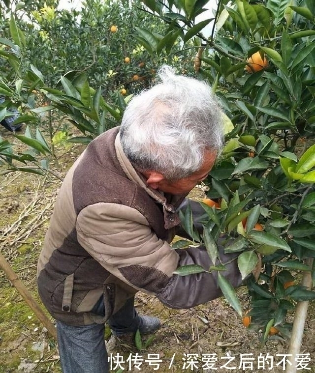  被称之为大山深处的水果之王，很多人都没见过，城里人按个买！