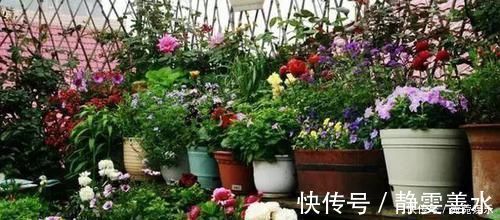 花匠|养花别只会傻傻浇水,老花匠教你1诀窍,让家里盆栽油光发亮