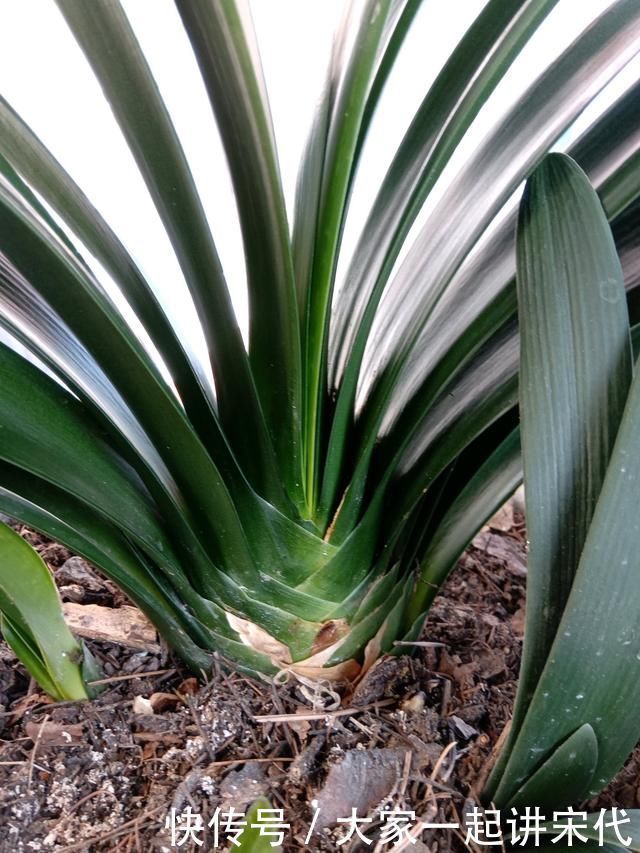 小黑飞|喝完的“茶叶”倒了真可惜,这么简单1处理,养花肥效足