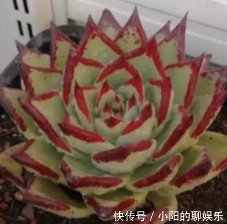 多肉口红在冬天怎么养出大红边