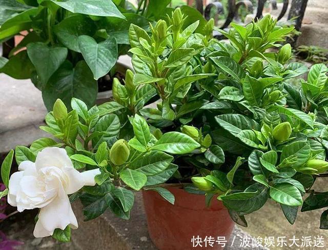 花盆|栀子花养不好可能不是你的问题,挖开花盆看“这里”,你就明白