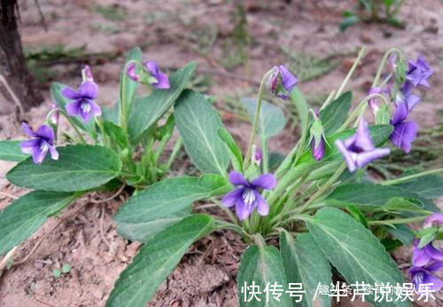 淋巴细胞|十个人九个脖子痛,常用此野草泡水擦,哪都不痛了,早试早健康!