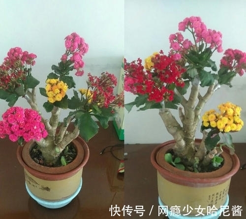 把长寿花培养成老桩并不难,看见了别羡慕,照着做,自己也能养