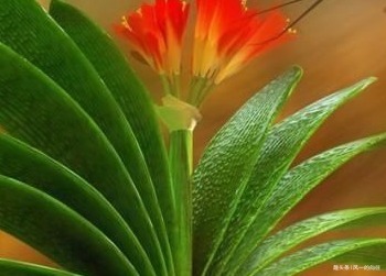 家养君子兰总是难开花养花三十年的大爷亲自教你养到花开爆满盆