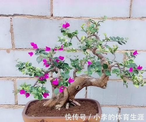 给三角梅盆景巧妙操作,枝干遒劲开花多,你了解过嘛