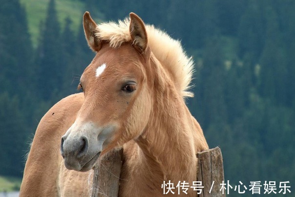 生肖马|生在这几年的生肖马福缘深厚，天生旺人旺己，好运不断，一帆风顺