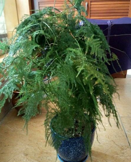 有“3种植物”，非常与众不同，需要修剪枝桠，才可以长的更好