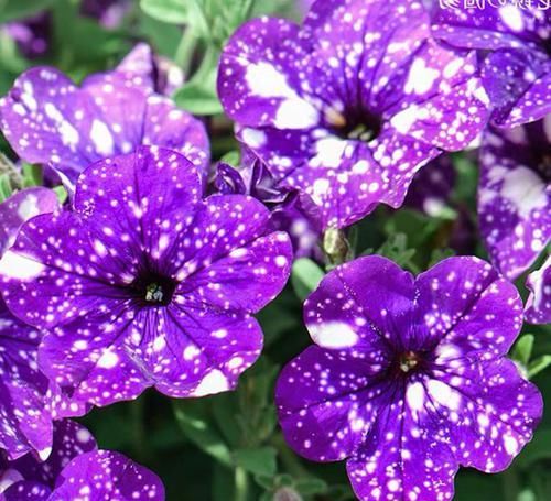  花色|花色奇特的1种阳台花卉，花苞梦幻，比牡丹还漂亮，比绿萝还爱长