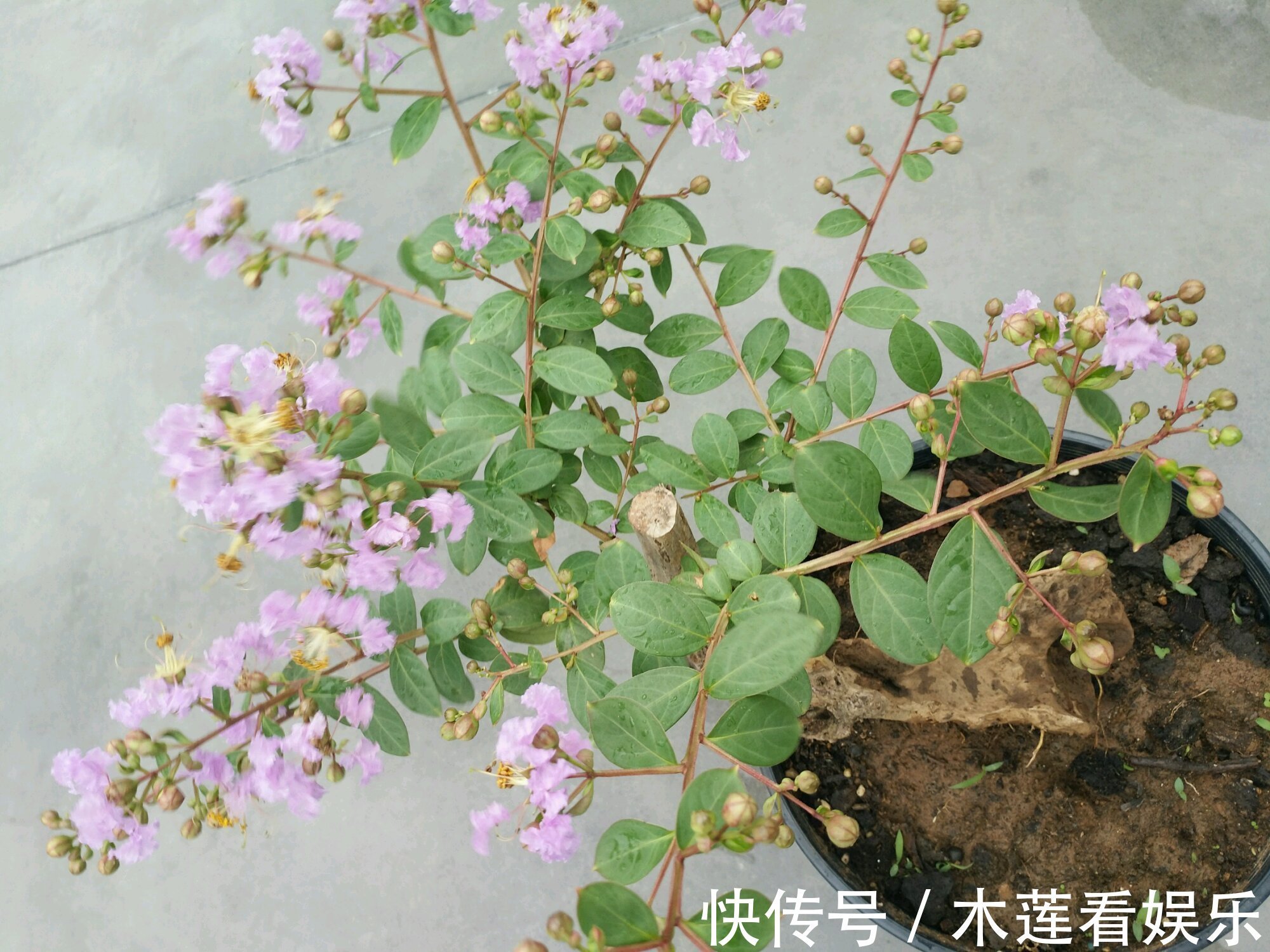 枝条|紫薇盆景什么时候修剪好对的时间修剪对的枝条，枝壮叶茂开花美