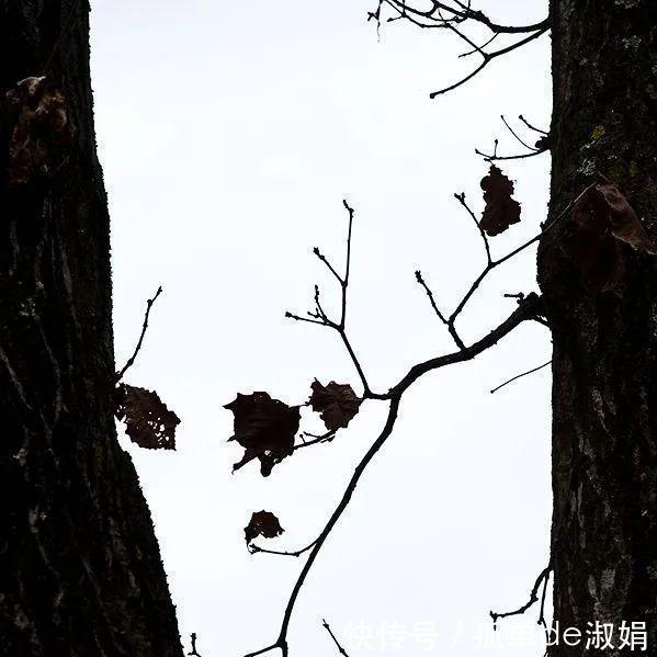 麦积山|立冬后的麦积山色，虽憔悴却依然风韵隐隐