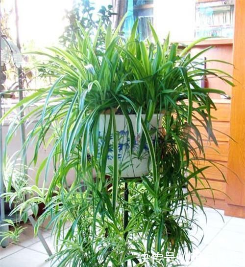 自制花肥太臭了,盆里直接扔几粒“它”,绿萝吊兰能长疯