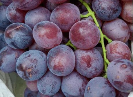 食物|吃葡萄一小时内, 别碰3种食物, 影响身体健康,早知早受益