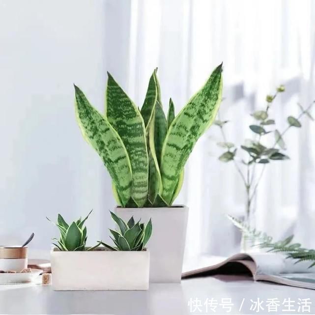 卧室养花好睡眠，这3种花是最佳选择，厚实的大绿叶最能净化空气