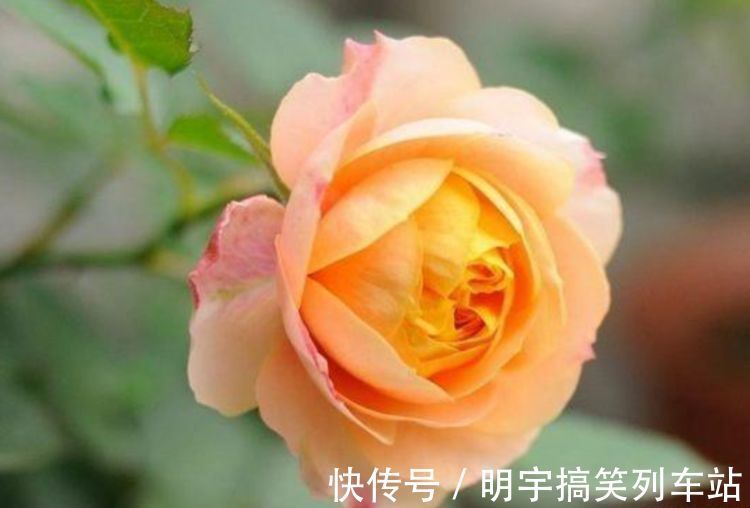 超好养的“4种花”，人人都喜欢，花朵烂漫迷人，美爆了