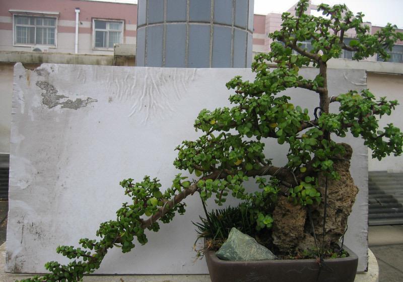 金枝玉叶|养金枝玉叶,做到4点,长成粗壮老桩,漂亮又精致