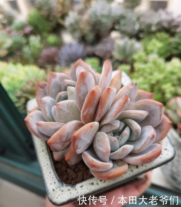 怎么养出“透红”的肉肉?多肉变红,只需2个条件,很简单