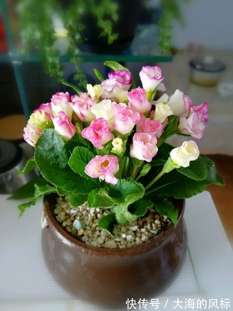 喜欢三角梅,不如养“珍稀名品”柠檬黄三角梅,开花爆盆优美高雅