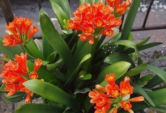 小妙招|养君子兰用这个小妙招,开花多、新叶多、不夹箭,叶子绿的发光