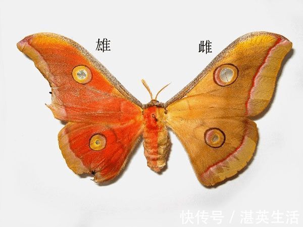 三倍体|娃是亲爹的,验DNA却是亲叔的,从生物学角度如何解释?