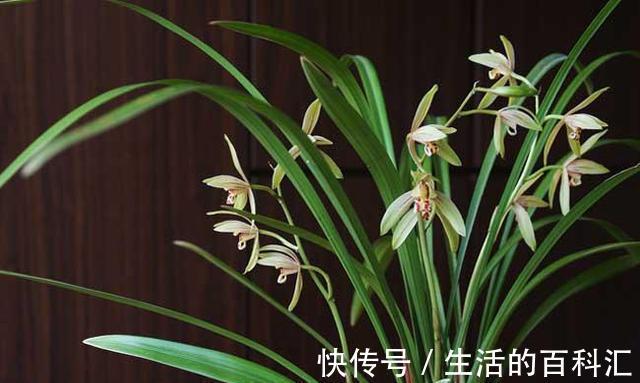 秘诀|建兰是她的软肋，失败了五次，终于掌握了催花秘诀，其实很简单