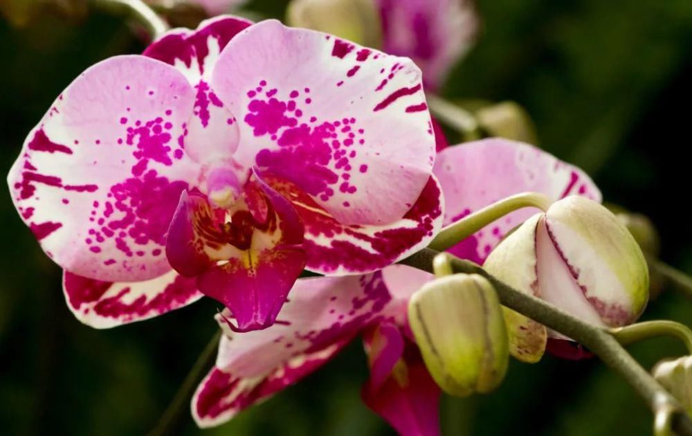 蝴蝶兰在家里怎么养？这些问题的解答来了！