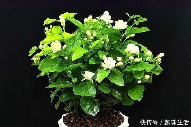 生根液|新买的茉莉花,“手把手”教你上盆,缓苗,养护,一起养好它
