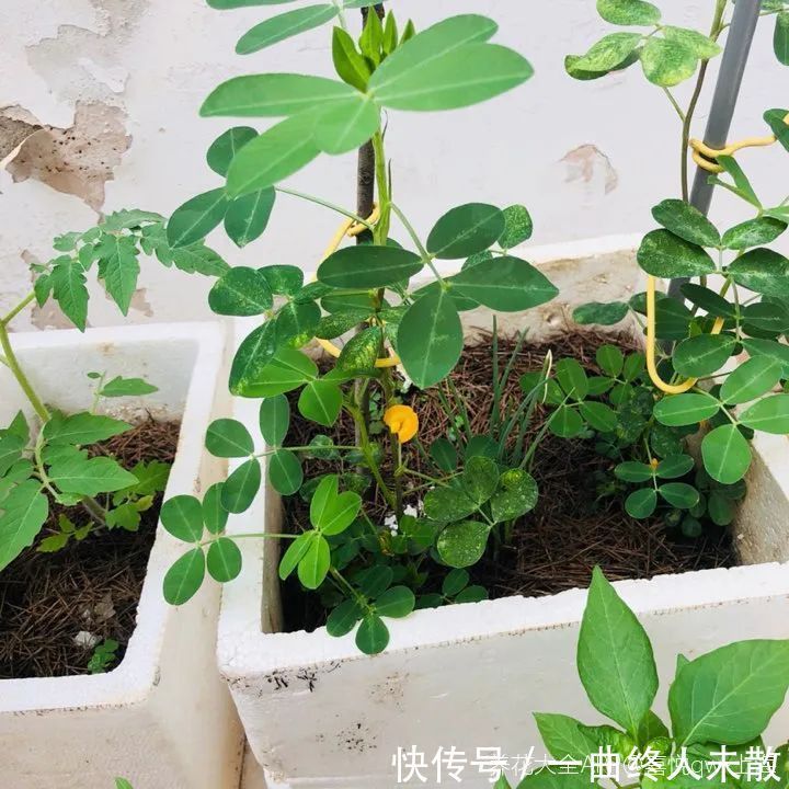 养花技巧1粒花生丢水里，比绿萝好看100倍，沤肥又能做菜