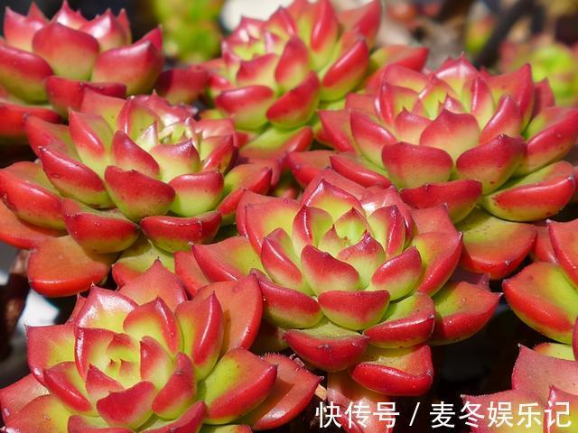 条件|如果有露养的条件,别错过这5款多肉,出了状态红似火漂亮极了