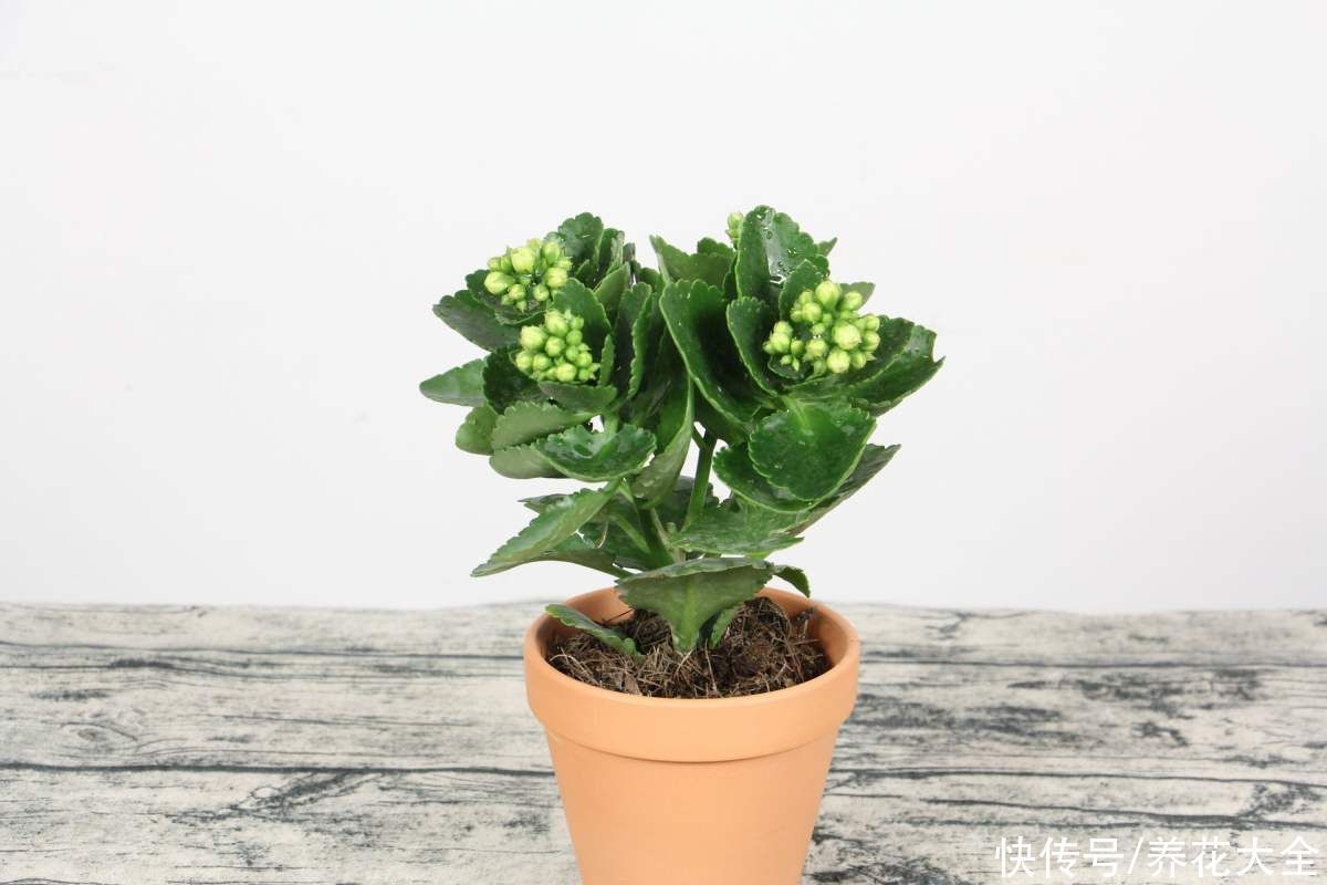 长寿花开花后，做好这5件事，才能真的“长寿”