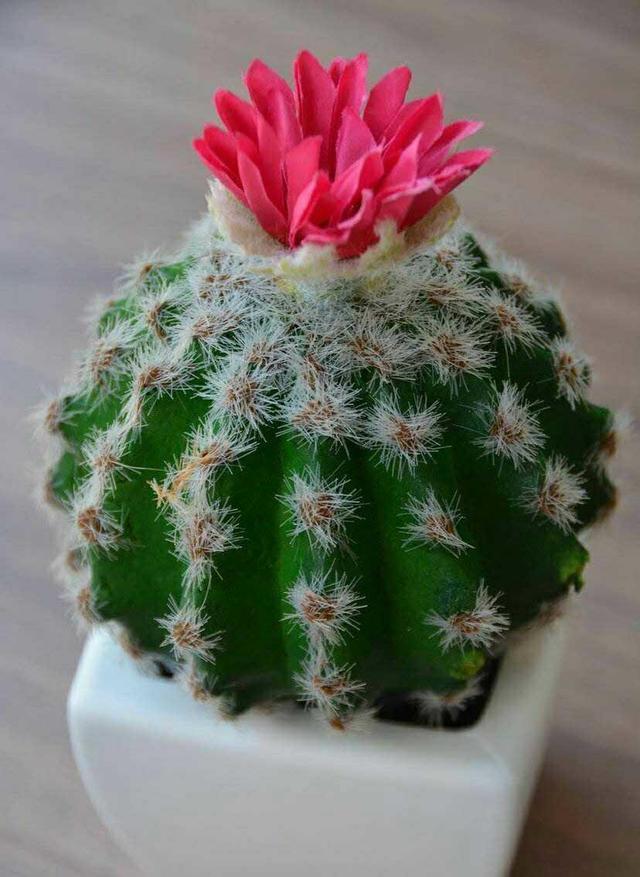 仙人球开花并不见得,选好品种养护到位,花开满盆并不难