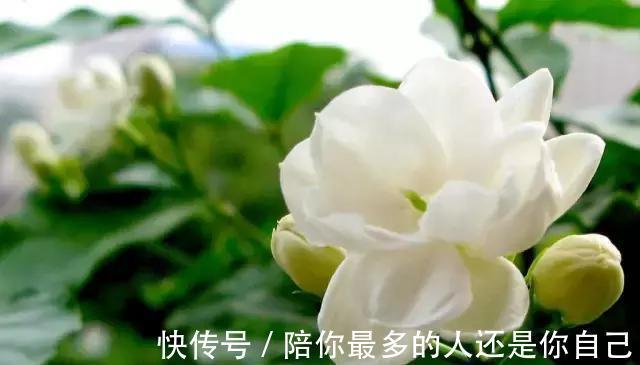 栀子花|适合家里养的十种带有香味的花，你家里有吗？