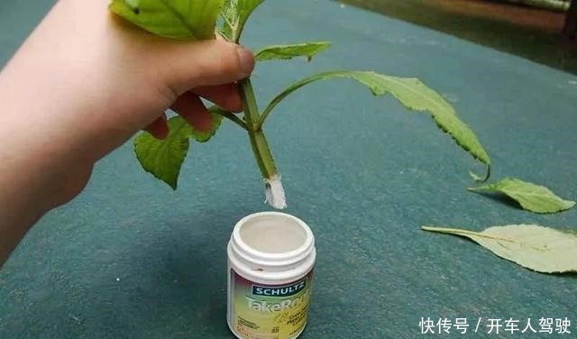 植物扦插繁殖的时候学会这几招,很容易生根发芽,你学会了哪种!