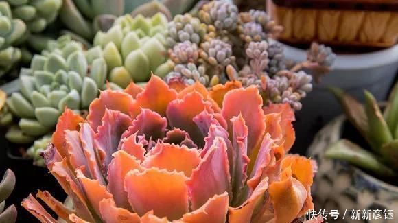 这16种花冬天越浇越死,3个月不管,反而长高个