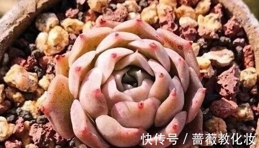 光照时长不足怎么养多肉,把握这些,也能养出好状态