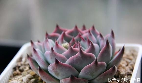 施肥|最萌吉娃娃,给它晒晒阳光,变得又红又嫩!