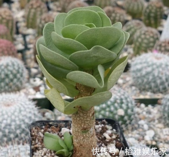 招财|8种招财植物,家里有一盆财源滚滚来,你都清楚嘛