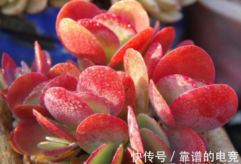 茎秆|多肉唐印只有1种,跟它有关的多肉却有两种,且比它更美更有特点