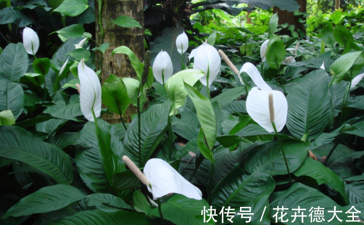 7种“转运花”,家里养一盆,漂亮又吉利,还有好运气