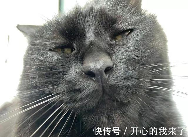 |搞笑猫咪：原以为猫很高冷，知道看到这些沙雕