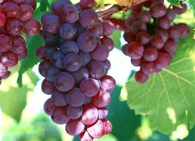 养心安神|会吃的人最长寿,三种食物要多吃,强筋骨,养心安神,早食早受益