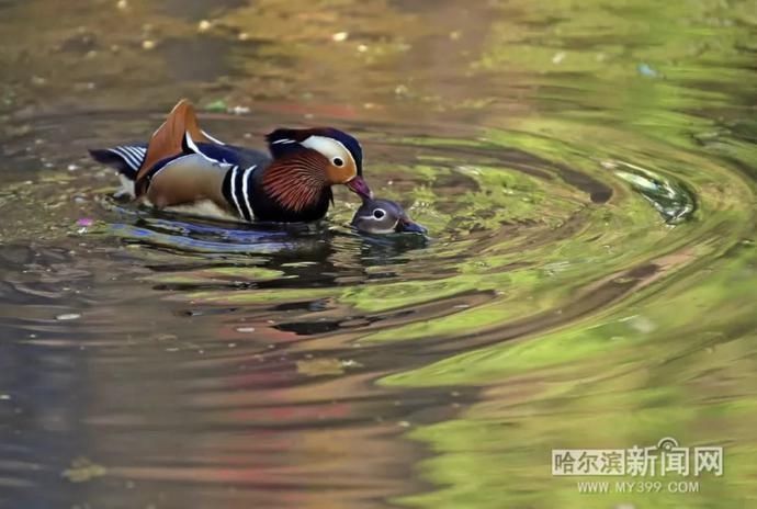 小鸳鸯|趴窝孵蛋啦！兆麟公园 6月8日前后就能看到鸳鸯宝宝跳巢