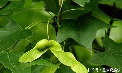 大脑|权威痴呆测试80分以上的大脑还算健康,看看你能及格吗