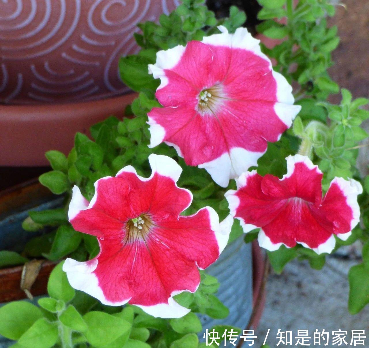 盆栽|养盆栽矮牵牛的时候掌握这几点,可以避免病虫害滋生