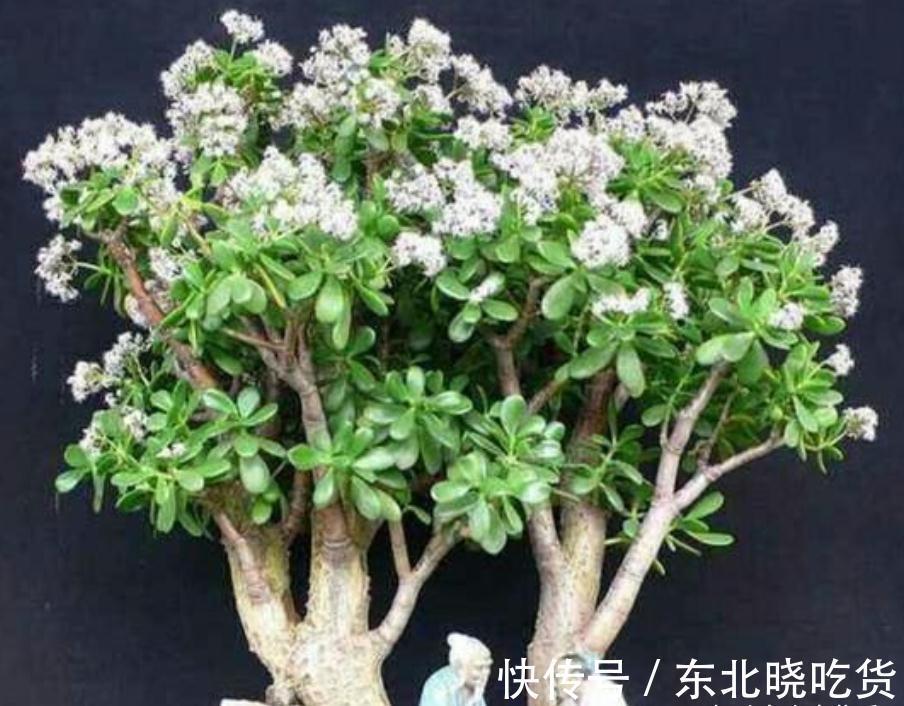 六种“长寿花”，越老越值钱，花开富贵，越养越精贵