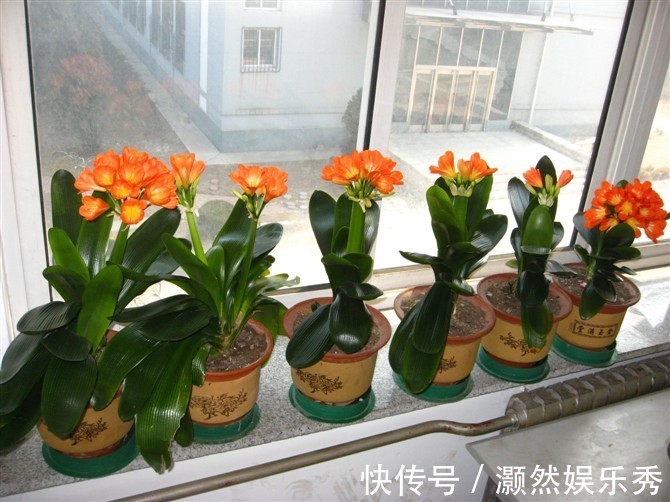 6种健康花,适合室内养,能净化空气,寓意好,高档大气很舒心