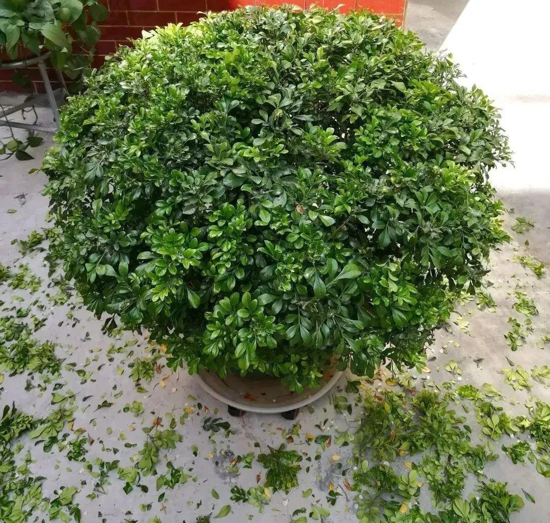 家里养了月季,花后使劲剪,越剪越开花,真省心