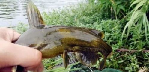 对付|一种钓法“对付”黄颡鱼,百试百灵,越钓越不想收竿