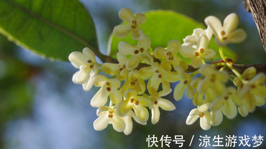 桂花冬季养护注意几点，浇水不可太随意，不然容易烂根死亡