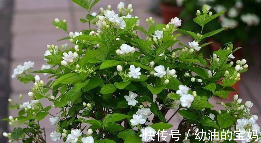 入冬后,家里的4种花赶紧剪一剪,安全过冬,来年花量翻倍